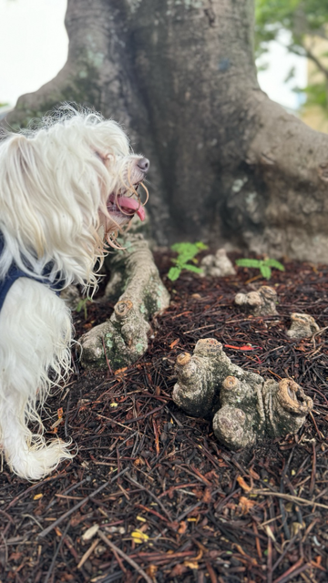 Rocky enjoying smelling little seedlings of the Poinsietta tree, growing around its large roots.