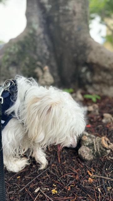 Rocky sniffing the ground like the first photo.