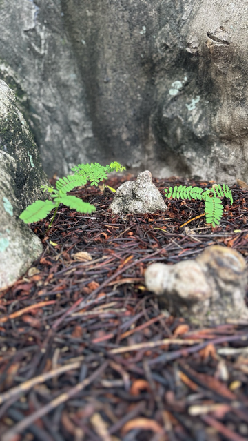 Photo of tgecsmall seedlings growing leaf mulch around the exposed roots of the Poinsiett tree.