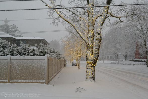 Wet white snow sticks in a spackled pattern to a tan fence. Cedar shrubs stick up above the fence, bending with eh heavy snow., and the roofline of a house and some trees are seen in the distance, faded by the heavy falling snow. Near the center of the image, a row of street-side trees are decorated with golden strings of lights glow through their coating of snow, as we look down a snow-covered sidewalk. There is a snow-covered vehicle in the distance, and a broken branch in the foreground.