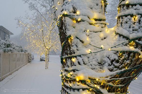 Wet white snow sticks in a spackled pattern to a tan fence. Cedar shrubs stick up above the fence, bending with eh heavy snow., and the roofline of a house and some trees are seen in the distance, faded by the heavy falling snow. Near the center of the image, a row of street-side trees are decorated with golden strings of lights glow through their coating of snow, as we look down a snow-covered sidewalk. There is a snow-covered vehicle in the distance, and a broken branch in the foreground.