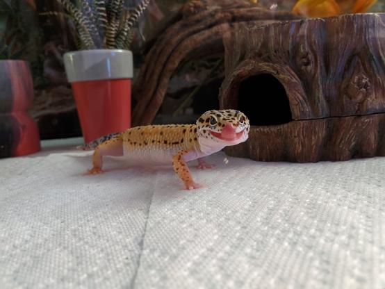 Photo of a younger leopard gecko looking at the camera, with their tongue out.