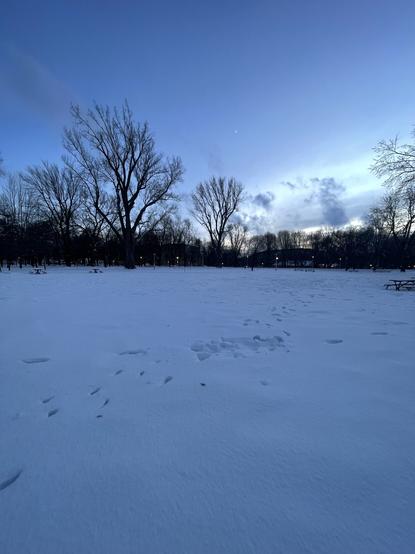 La lune dans un ciel bleu, la lumière est bleutée et très belle, juste avant le coucher du soleil. On est dans le parc Lafontaine, le Mont Royal tout juste visible derrière les arbres.