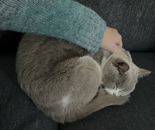 Photo of a BSH cat curled up and asleep on the sofa. My arm is on top of him with my hand scritching his neck.