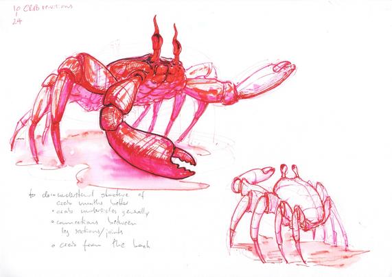 two sketches of crabs done from imagination in red, pink and black ink, with some notes to self added, telling myself to:

* understand structure of crab mouths better
* crab underside generally
* connections between leg sections/joints
* crabs from the back