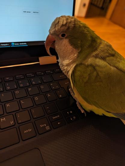 Notebook computer keyboard. On the right side there is monk parakeet Gelbi sitting on the shift key and others, while looking with one eye towards the camera