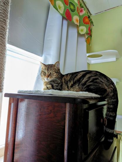 A cute TabbyCat boi observing the outside world from his thrifted dresser window perch.