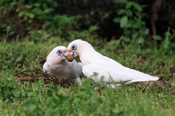 Two Little Corellas fighting over a bunya nut. They have their heads together and both have the nut shell gripped in their beaks.