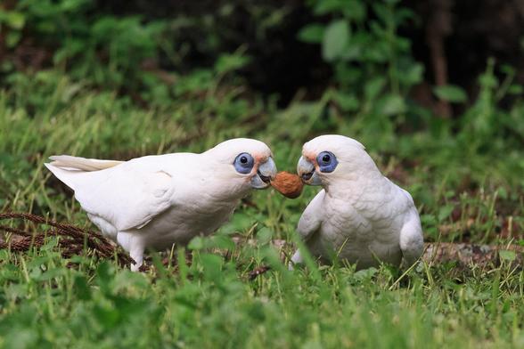 Two Little Corellas fighting over a bunya nut. The one on the left is giving it a good tug.