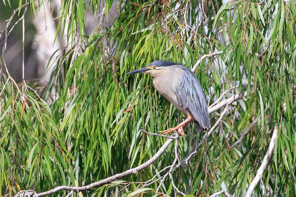 A Striated Heron in a melaleuca tree. The bird is a buff colour with grey wings, and cap, black beak, yellow feathers around the eye, and orange legs.