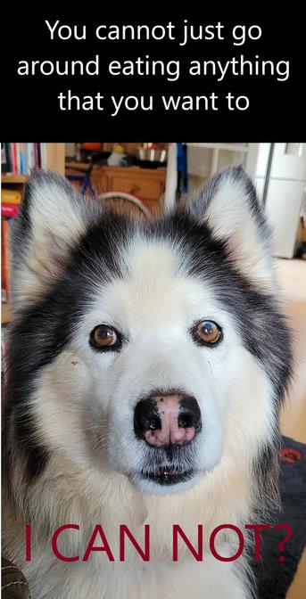 A grey and white woolly husky with brown eyes and a white face looks directly at the camera with a determined expression. Text above reads, "You cannot just go around eating anything that you want to." Text below reads, in red capital letters, "I CAN NOT?"
