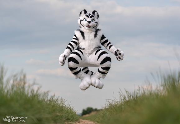 Toony white tiger mid jump above a gravel path so it seems he is hovering
