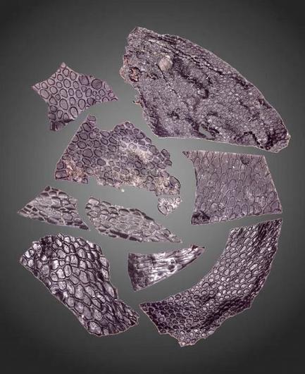 Photos of the fragments of fossilized reptile skin
