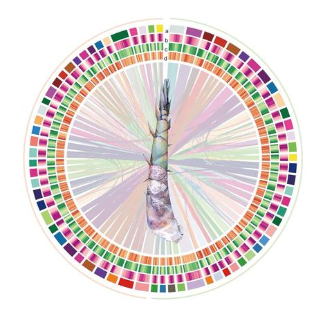 Decorative representation of a circular genomic analysis of Dendrocalamus brandisii, featuring an image of a shoot of the plant in the centre of the circle.