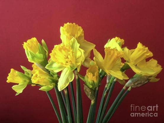 Daffodils on a red background, wonderful spring flowers always provide a mood.