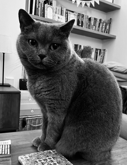 Black and white photo of a British blue cat sitting up on a coffee table and looking towards the camera.