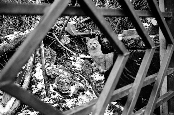 Black and white horizontal photo. A yellow cat is looking at the camera over a square pipe fence hole. Snow is piled up in places in the bushes.
