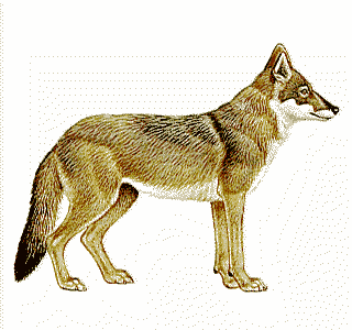 Dog breed Carnivore Jaw Organism Terrestrial animal Swift fox Painting Snout Illustration Drawing