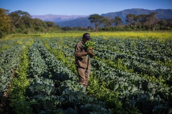 photo - farmer checking crops in field, South America