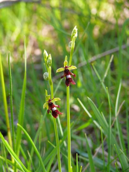 Zwei Fliegen-Ragwurze vor einem grünen, verschwommenen Hintergrund. Die Orchideen habe jeweils einen hellgrünen Stiel an dem nur die unterste Knospe geöffnet ist. Die Blüten sind schmal und dunkelrot mit einem weißen Fleck in der Mitte. Die Orchideen sind von Grashalmen umgeben.