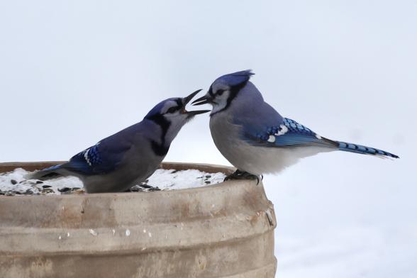 Extra loud blue jay expressing displeasure at sharing seeds
