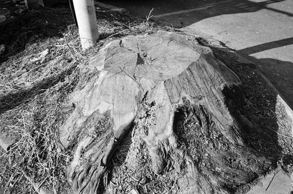 A black-and-white street photo. A thick tree was cut down, leaving only a stump.
