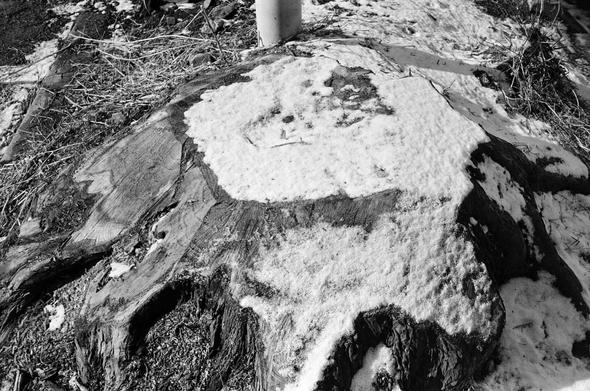 A black-and-white street photo. Same stump. Snow is piled up on the stump.