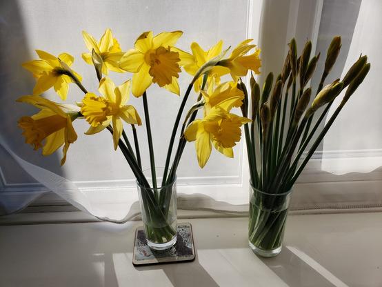 Two glasses on a white windowsill, daffodils closed in one, open in the other. Sunshine is coming through the window behind, obscured by a gauze curtain.
