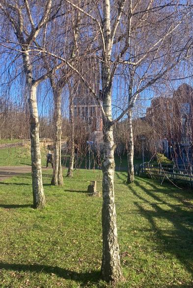 Silver birch trees, looking through fine lace of branches, sidewards shadows from trees and fence