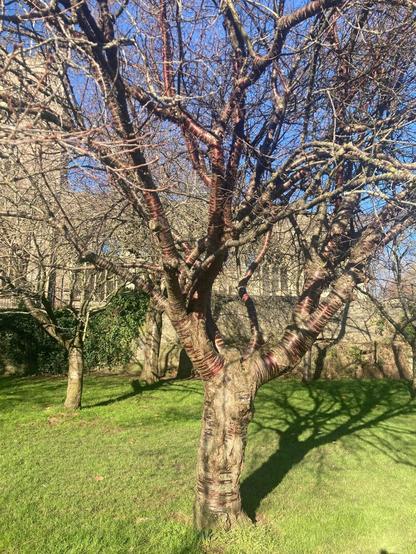 Tree with red stripe bark, other trees and ruined church in background