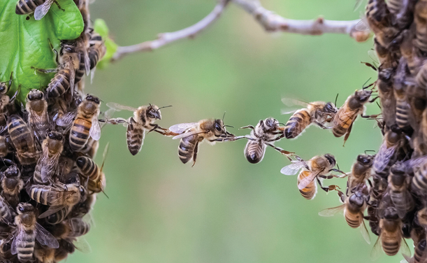 photo of honey bees moving from a branch to a tree in a chain formation