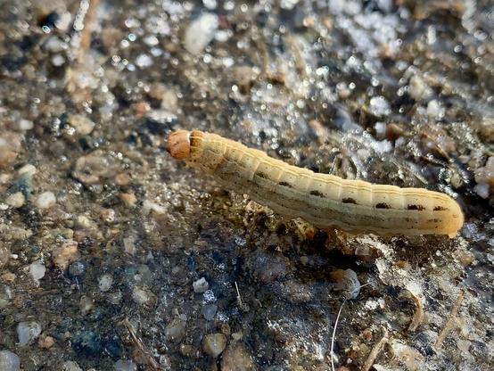 Large Yellow Underwing caterpillar