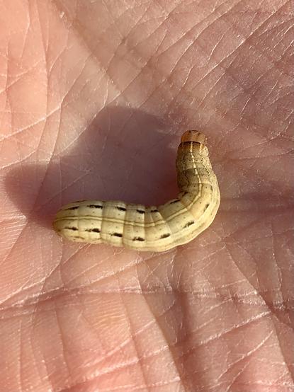 Large Yellow Underwing caterpillar
