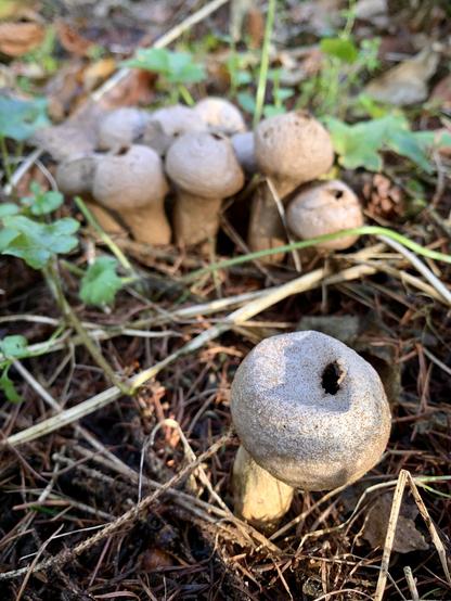 Puffball fungi