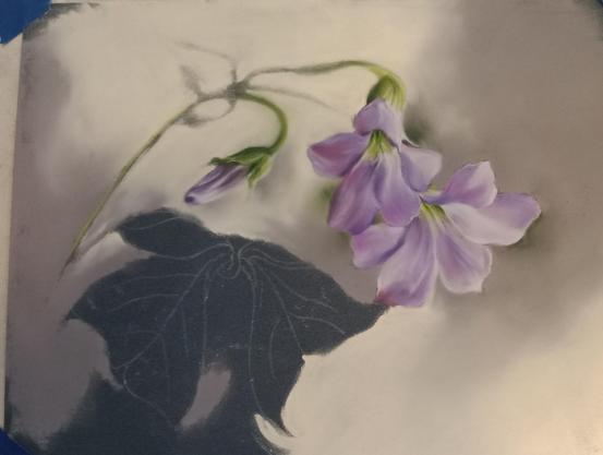 Pastel artwork in progress of purple flowers of the oxalis or shamrock plant. Background is yellow and gray on dark blue paper.
