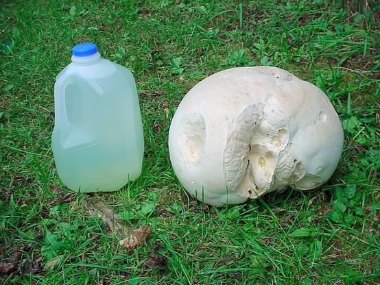 A giant puffball and one gallon water jug for size comparison. The white puff ball is wider but not quite as tall. Has misc divots and bite marks on it here and there.