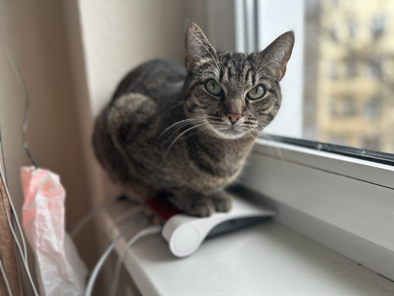 Kiwi the cat is warming her butt on top of the internet router
