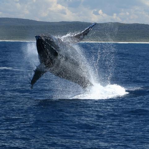Humpback broaching, jumping