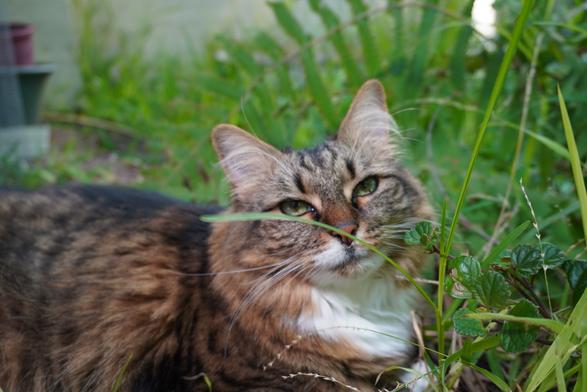 My tabby cat in the garden looking at the camera.