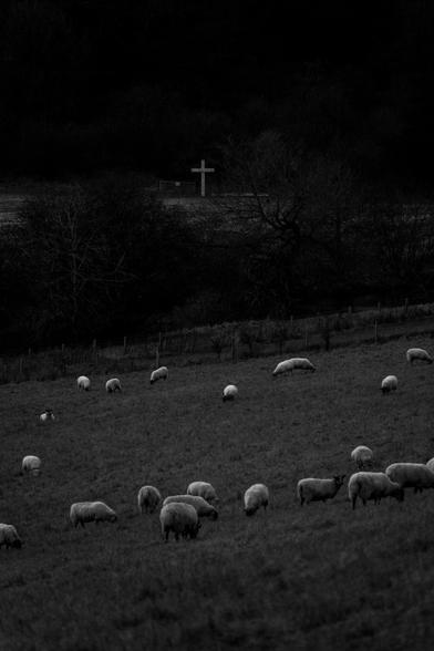 Black and white photo of sheep in a field down a hill. In another field, with dark trees between, there is a white cross standing on its own. Behind that there are more trees and darkness.