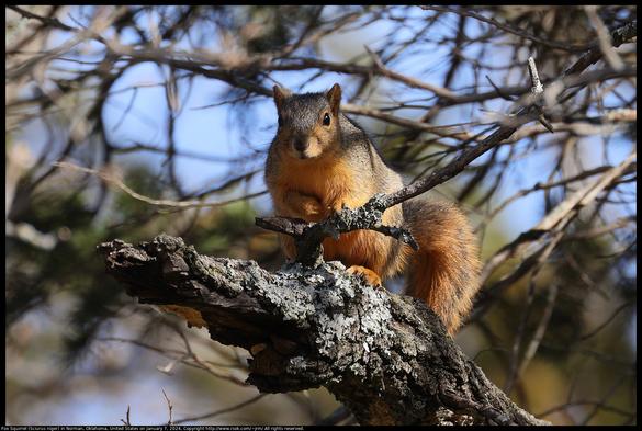 A Fox Squirrel (Sciurus niger) was standing on a dead tree branch in Norman, Oklahoma, United States on January 7, 2024. There is lichen on the tree branch.