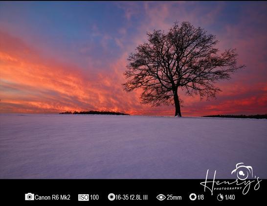 21.01.2024 Spaziergang im Schnee beim einsamen Baum. Wunderschöner Himmel - getränkt in roten Farben.