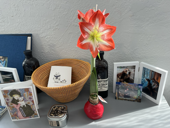 Photo shows a bright red flower blossoming from the bulb of an amaryllis. The bulb is round and red with this green leaves sprouting up and out of it tropical flowers decadent in color and shape. The amaryllis sits atop a gray bureau behind it are photos of family and loved ones and relics from beloved people