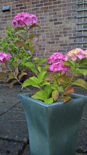 A #BayTree in a #Planter sat behind an #Hydrangea