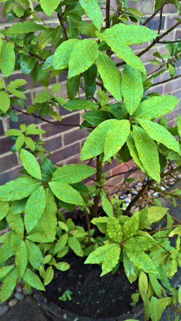 The #BayLeaves have taken a bit of a #Battering with the weekend's #Storms... 

But, they're #Hardy...