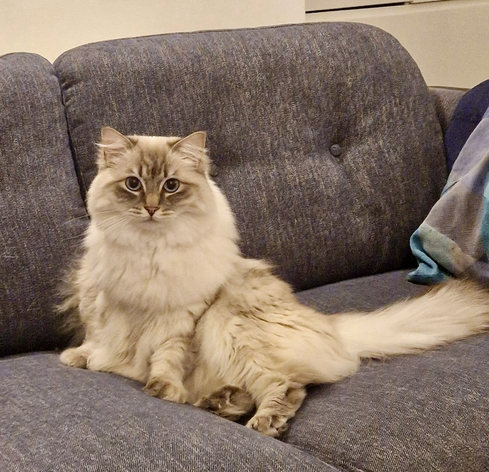 Photo of a Ragdoll cat taking up more than half a sofa and looking intently at the camera.