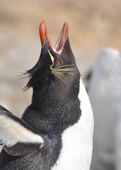 The original source reference photo of a rockhopper.