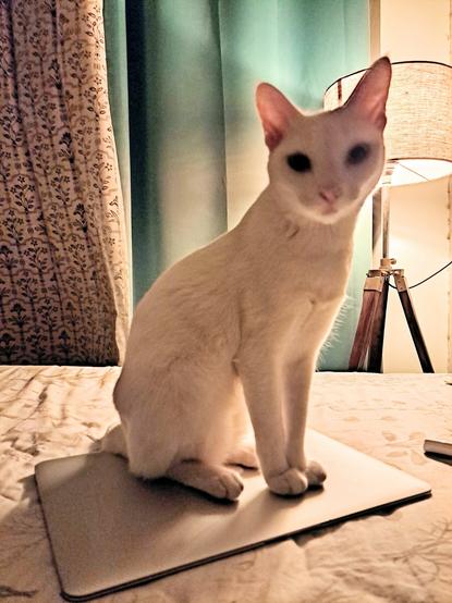 Zuri sitting on my laptop which is obviously where she is supposed to sit.