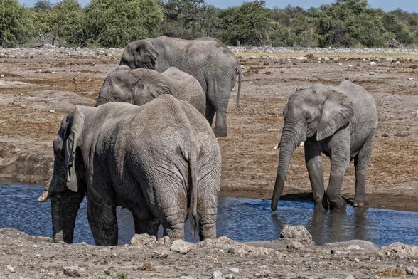 A group of elephants drinking at the Halali waterhole, Etosha National Park, Namibia in Africa