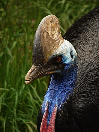 Photo of a cassowary. It's about the height of an average human, has black plumage, a blue neck with red skin-folds, and a large and solid crest on top of its head. Its beak is pointed and sharp, and its eyes have a glint of murderous intent.

Close-up of the head of a southern cassowary from https://en.wikipedia.org/wiki/Cassowary

Photo by Nevit Dilmen, Cossowary Bogazici Zoo.
CC BY-SA 3.0
